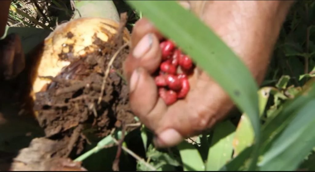 chinicuil, gusano rojo de maguey, recolección de gusano rojo de maguey, maguey, espadín, Oaxaca, insectos comestibles