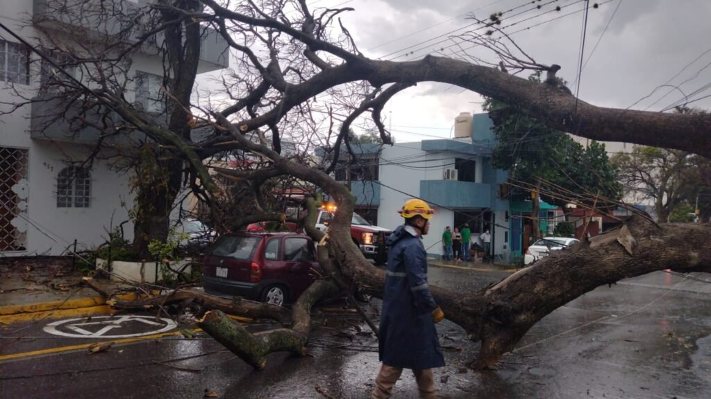 Lluvia y viento provoca caída de árbol en capital oaxaqueña