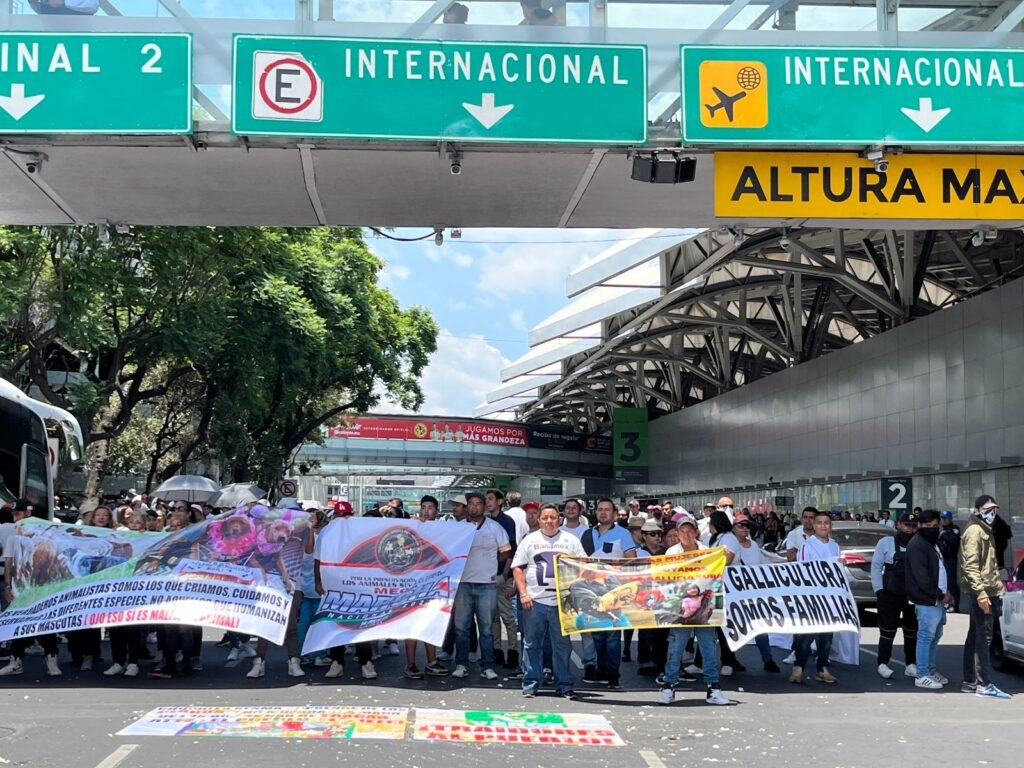 Fanáticos de corridas de toros y peleas de gallos bloquean Terminal 1 del AICM