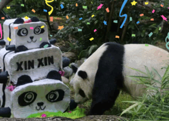 Xin Xin, la panda gigante de México, cumplirá 35 años