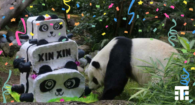 Xin Xin, la panda gigante de México, cumplirá 35 años