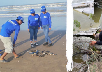 Ambientalistas reportan muerte de especies por basura espacial de SpaceX