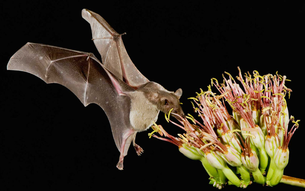 Demanda del mezcal acaba con hábitat del murciélago magueyero