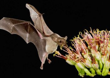 Demanda del mezcal acaba con hábitat del murciélago magueyero