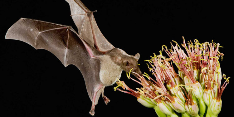 Demanda del mezcal acaba con hábitat del murciélago magueyero