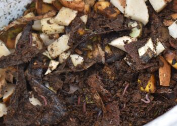 ITESA inicia proyecto lombricomposta a partir de heces caninas