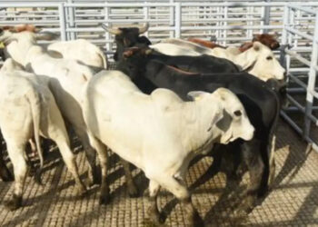 Reabren frontera con Estados Unidos para exportación de ganado