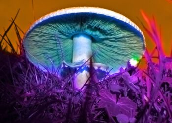 México el rey de los hongos alucinógenos, en Oaxaca se dan 27 variantes