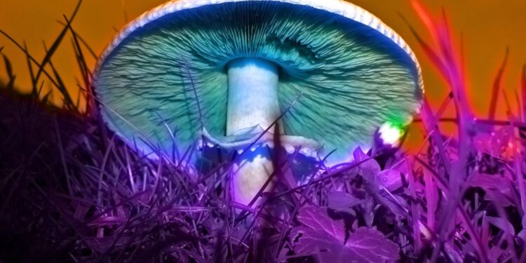 México el rey de los hongos alucinógenos, en Oaxaca se dan 27 variantes