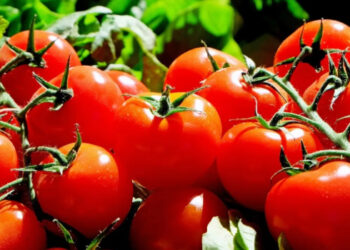 Arancel de EU al jitomate mexicano afectará al consumidor final: expertos