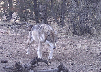 Avistan lobo mexicano nacido en libertad en Chihuahua
