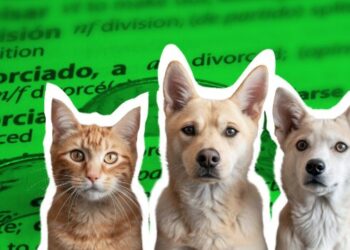 ¡Viral! CDMX aprueba la custodia compartida de mascotas en divorcios.