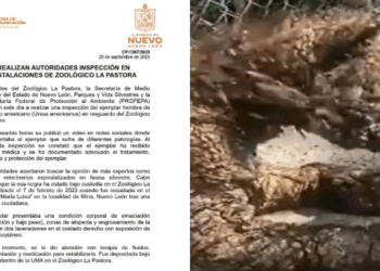 Investiga Profepa caso de osa negra en Zoológico La Pastora, NL.