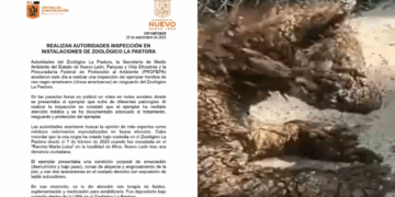 Investiga Profepa caso de osa negra en Zoológico La Pastora, NL.