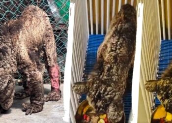 Osa “Mina” recibe rehabilitación en la Fundación Invictus de Hidalgo