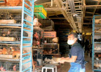 Prohíben venta de animales en Mercado de Sonora; restricción aplicará en toda CDMX.