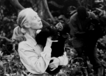 Fallece Jane Goodall, defensora de los chimpancés y mensajera de la ONU.