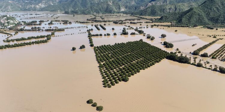 Agricultores de Metztitlán, Hidalgo, sin seguro catastrófico ante pérdida de cultivos