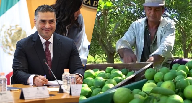 Harfuch visitará Michoacán para atender extorsión a productores de limón