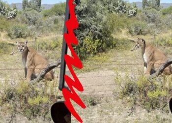 Alertan por avistamiento de puma en zona metropolitana de Pachuca