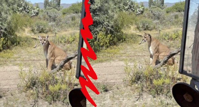 Alertan por avistamiento de puma en zona metropolitana de Pachuca