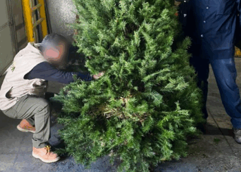 Más de 132 mil árboles de Navidad han ingresado a México sin plagas: Profepa.