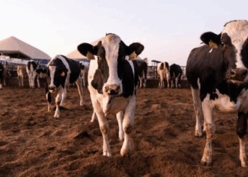 México y EU revisan avances contra gusano barrenador para reapertura de exportación