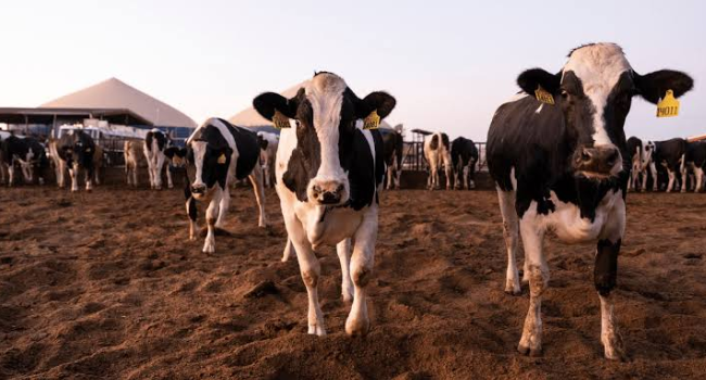 México y EU revisan avances contra gusano barrenador para reapertura de exportación