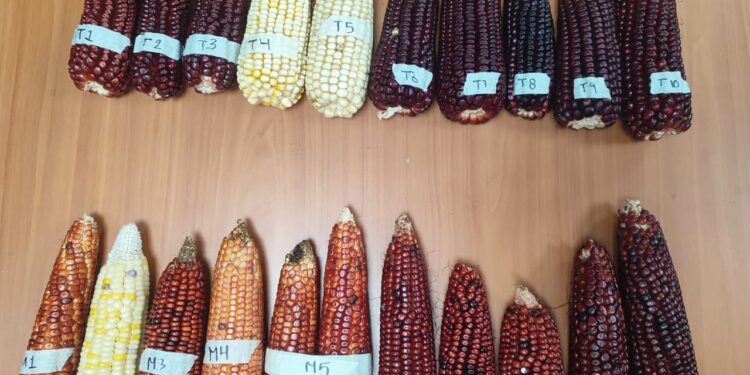 Hongos aumentan productividad del maíz rojo “Sangre de Toro”