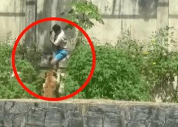 Joven muere tras invadir la jaula de una leona en Brasil (VIDEO).