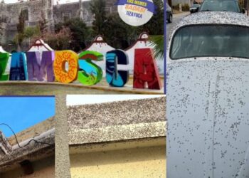 Plaga de moscas invade Tizayuca, Hidalgo (VIDEO)