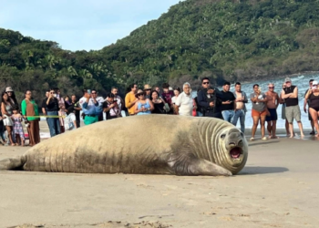 ¡VIRAL! Elefante marino aparece en playa de Los Ayala, Nayarit.