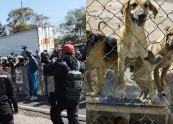 Gobierno de la CDMX se queda con los animales del refugio Franciscano.