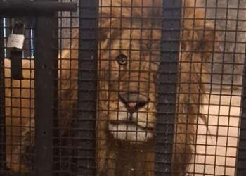 Rescatan león africano durante cateo en Naucalpan, Edomex