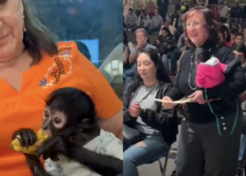 Exhiben a regidora de MC, Silvia Villaruel, cargando un mono araña en Ocotlán.