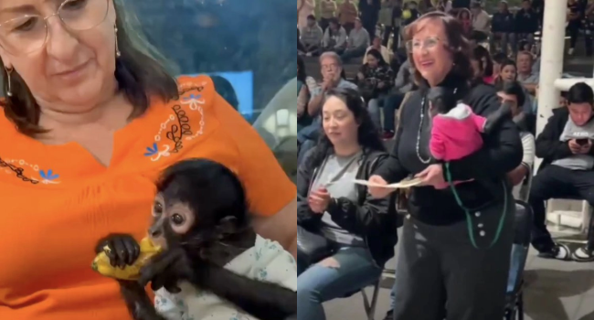 Exhiben a regidora de MC, Silvia Villaruel, cargando un mono araña en Ocotlán.