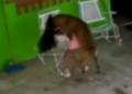 Niña de 7 años recibe 68 puntadas tras ser atacada por su perro (VIDEO)