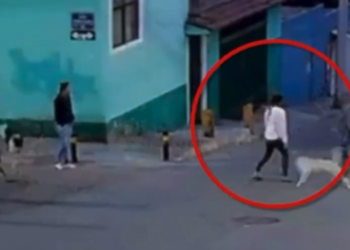 Hieren a mujer con un machete tras defender a unos perros callejeros.