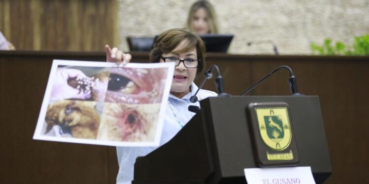 Diputada del PAN en Yucatán miente en tribuna y esparce desinformación