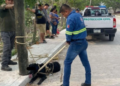 Protección Civil mata a “Negrito”, un perro que atacó a dos niños en SLP.
