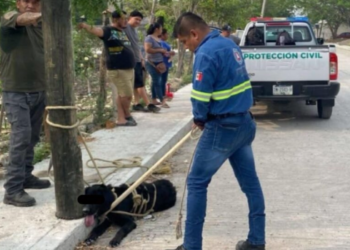 Protección Civil mata a “Negrito”, un perro que atacó a dos niños en SLP.