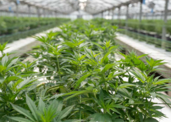 Fiscalía de Sonora asegura más de 200 plantas de marihuana en invernadero clandestino.