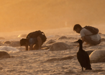 Denuncian saqueo de huevos de tortuga golfina en playas de Oaxaca.