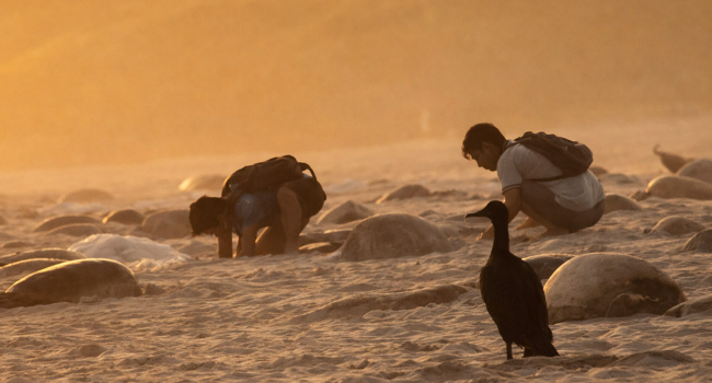Denuncian saqueo de huevos de tortuga golfina en playas de Oaxaca.