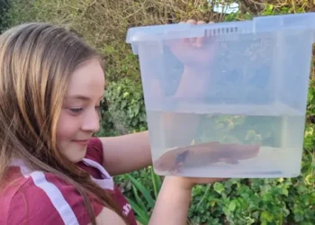 Un ajolote aparece por sorpresa bajo un puente en Gales