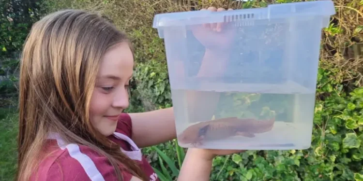 Un ajolote aparece por sorpresa bajo un puente en Gales