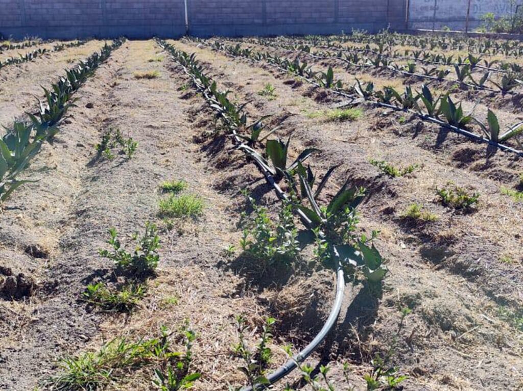 Desarrollan ITESHU y CBTA 179 proyectos para mejorar cultivos en el Valle del Mezquital