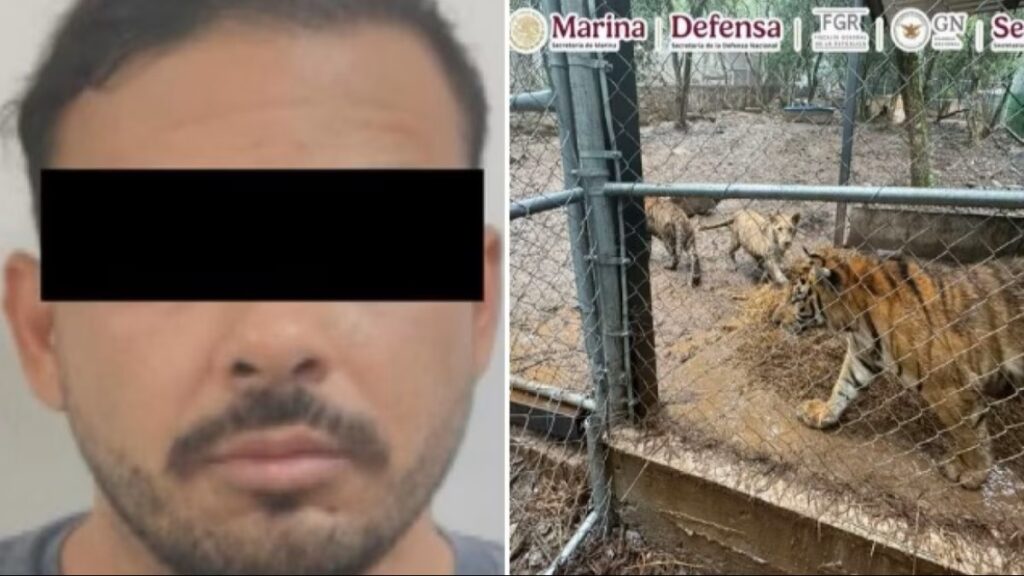 Capturan a José Antonio “N”, líder de célula del Cártel del Noroeste