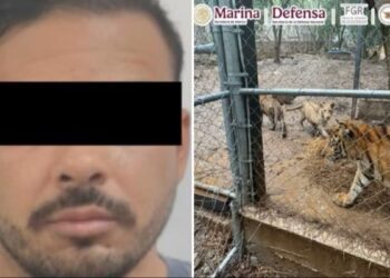 Capturan a José Antonio “N”, líder de célula del Cártel del Noroeste
