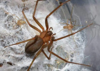 ¡Cuidado! Es temporada de araña violinista; México cuenta con la mayor diversidad